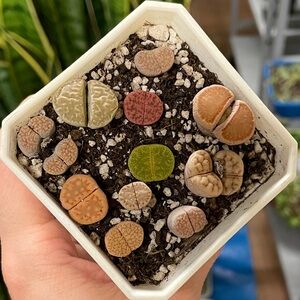 Colorful Lithops Succulent Plants